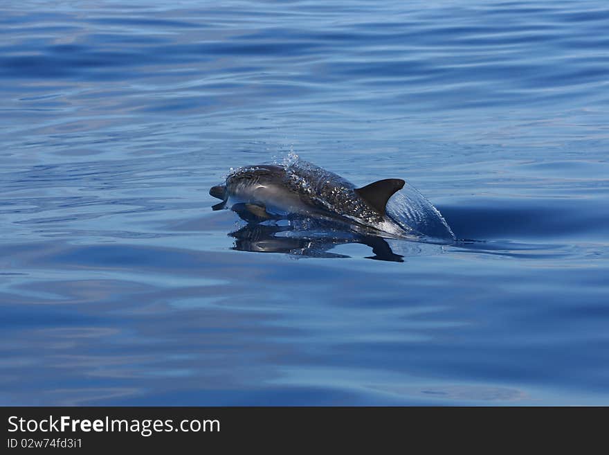 Wild dolphin swiming in the ocean