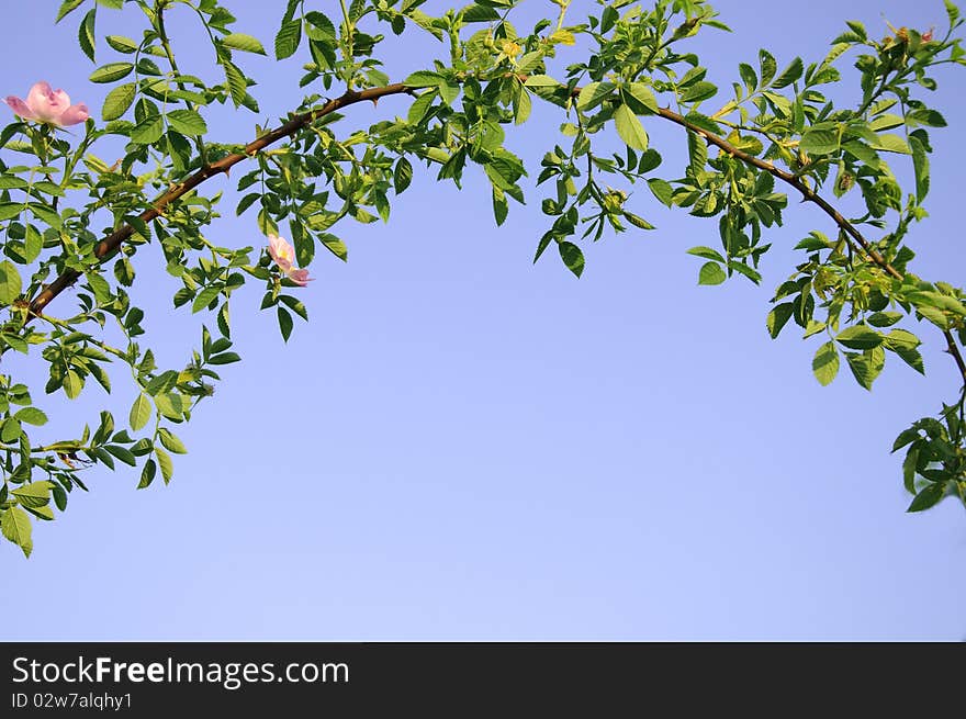 Branch Bow And A Blue Sky