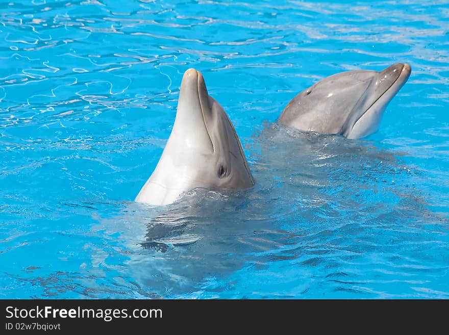 Pair of bottlenose dolphins