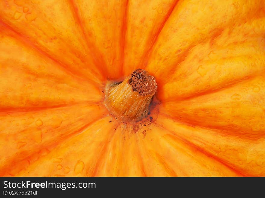 Big orange ripe pumpkin closeup