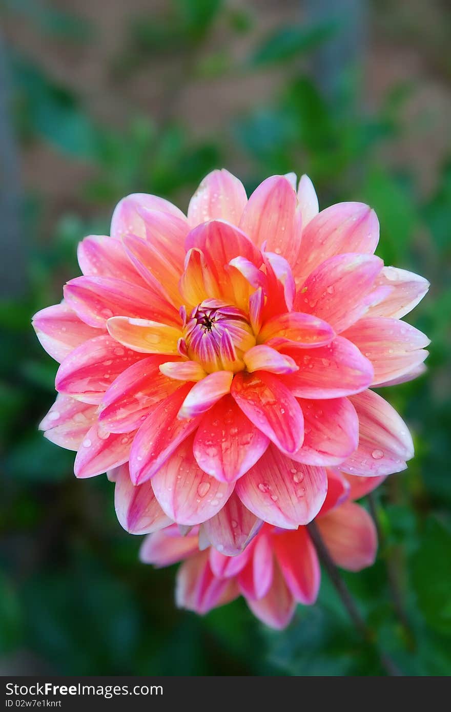 Colorful dahlia flower with morning dew drops