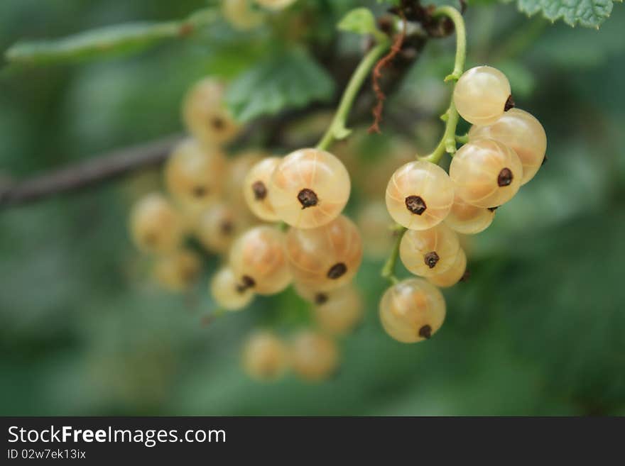 White currants