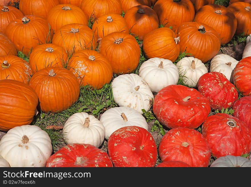 Colorful pumpkins