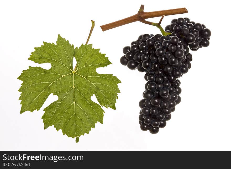 Leaf and grapes of red domina