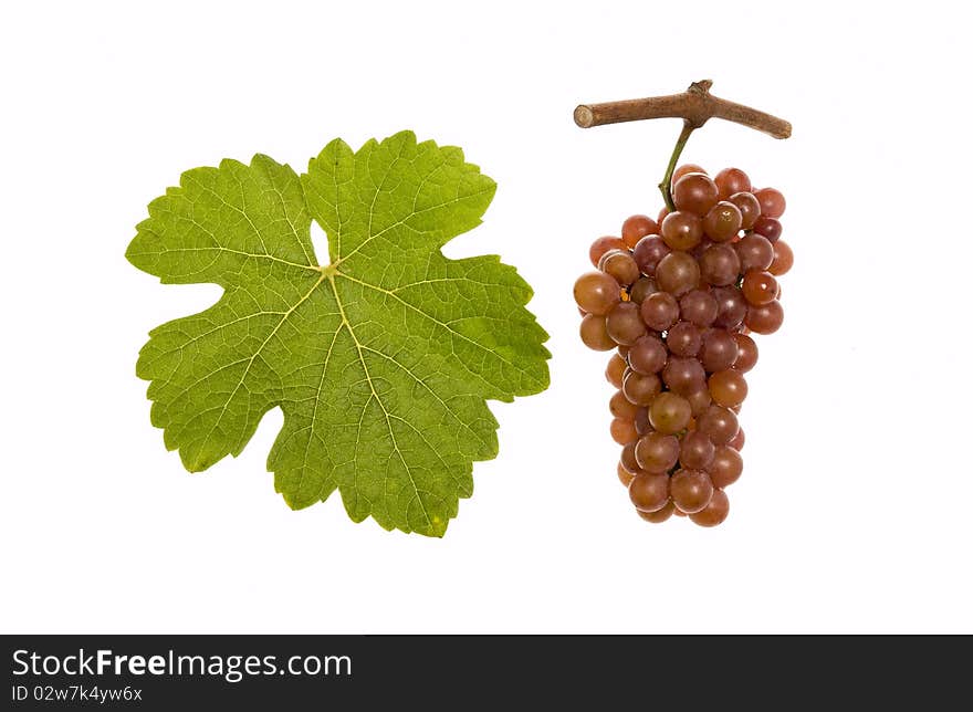 Leaf and grapes of red gewuerztraminer