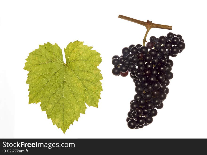 Leaf and grapes of red lemberger