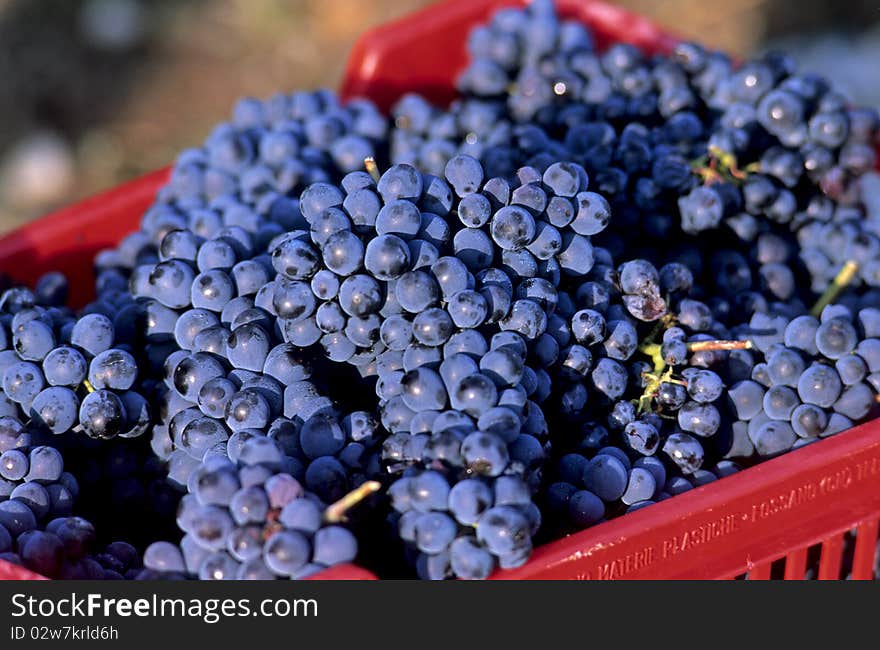 Leaves and grapes of red wine