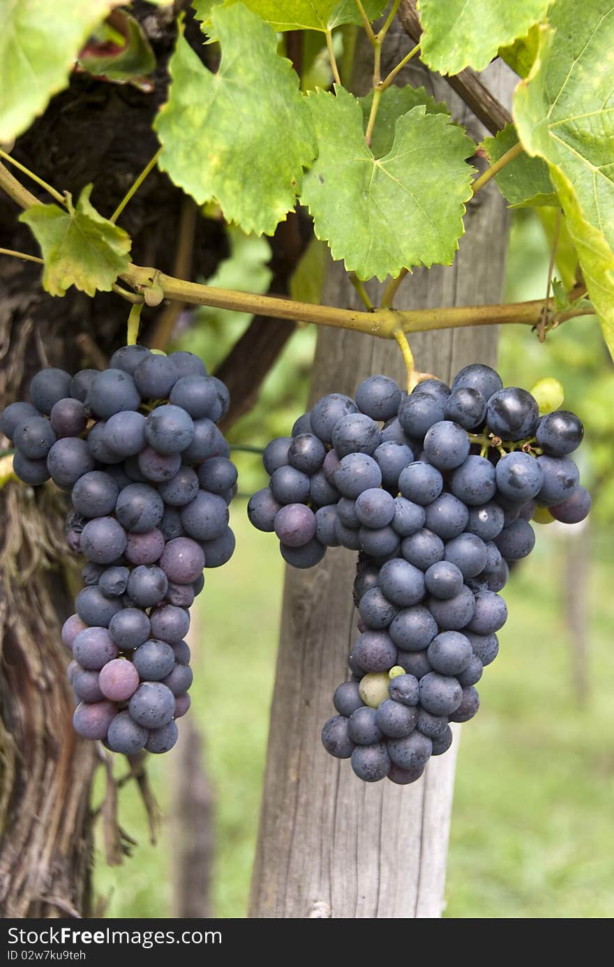 Leaves and grapes of red wine