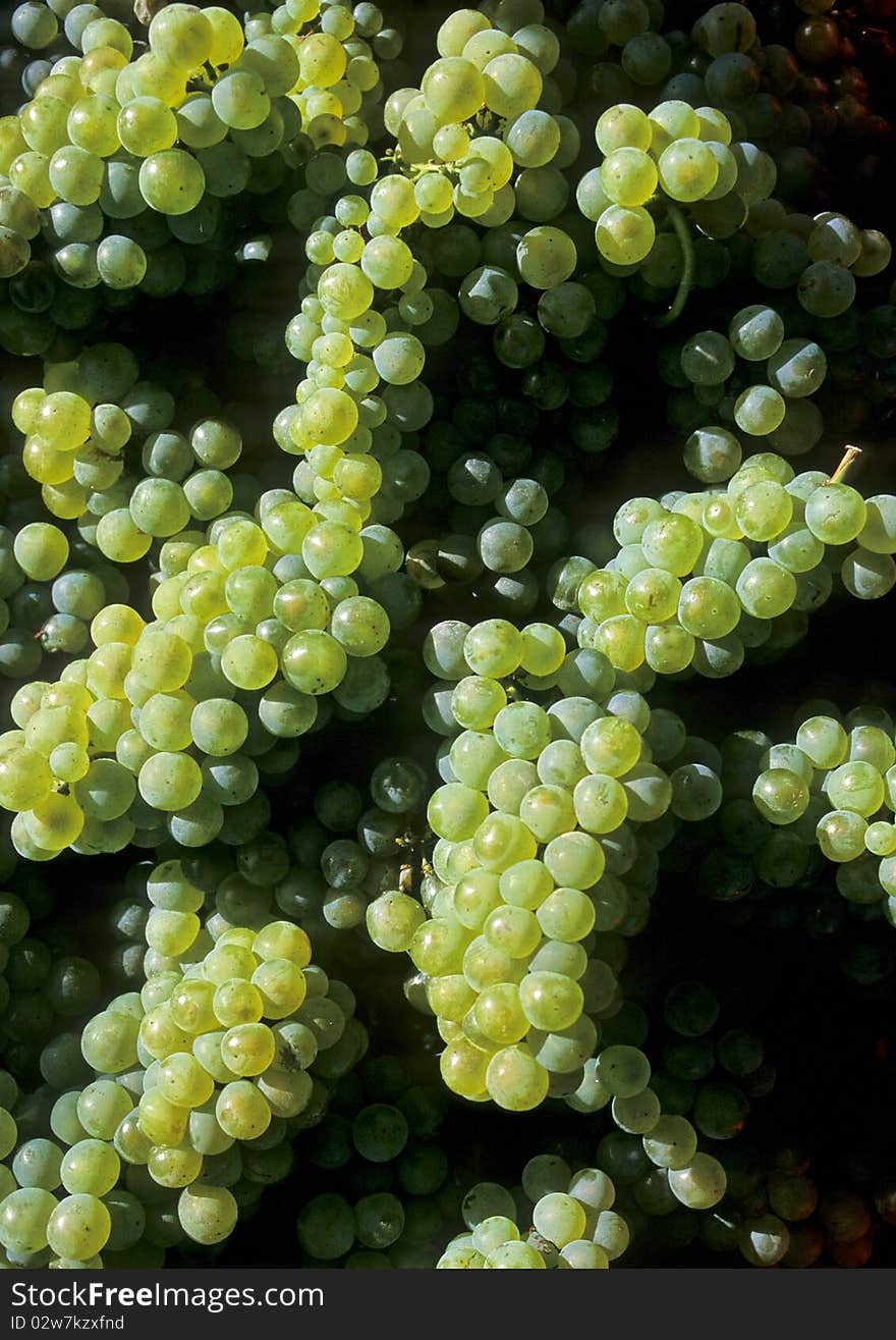 Leaves and grapes of white wine