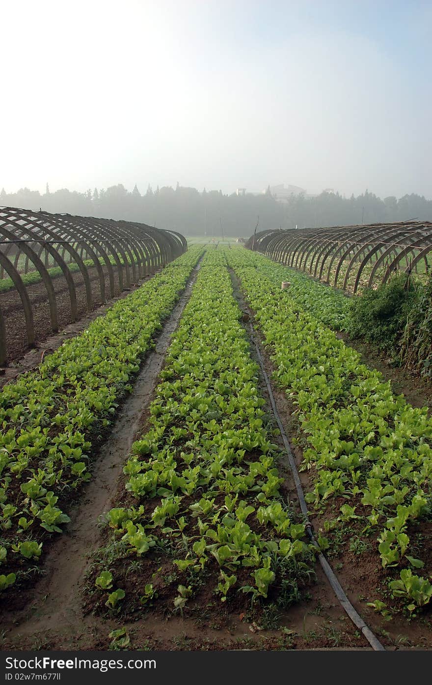 Farming in China