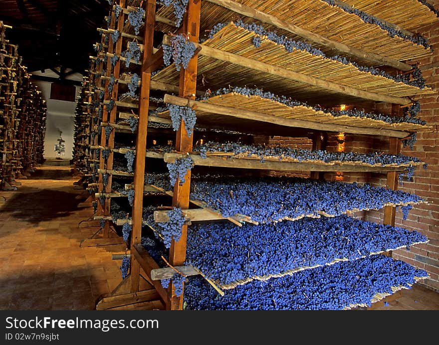 Different layers of drying Santo Avignonesi grapes.