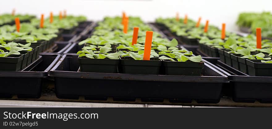 Young tobacco plants in greenhouse