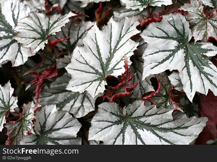 Angel-wing begonia