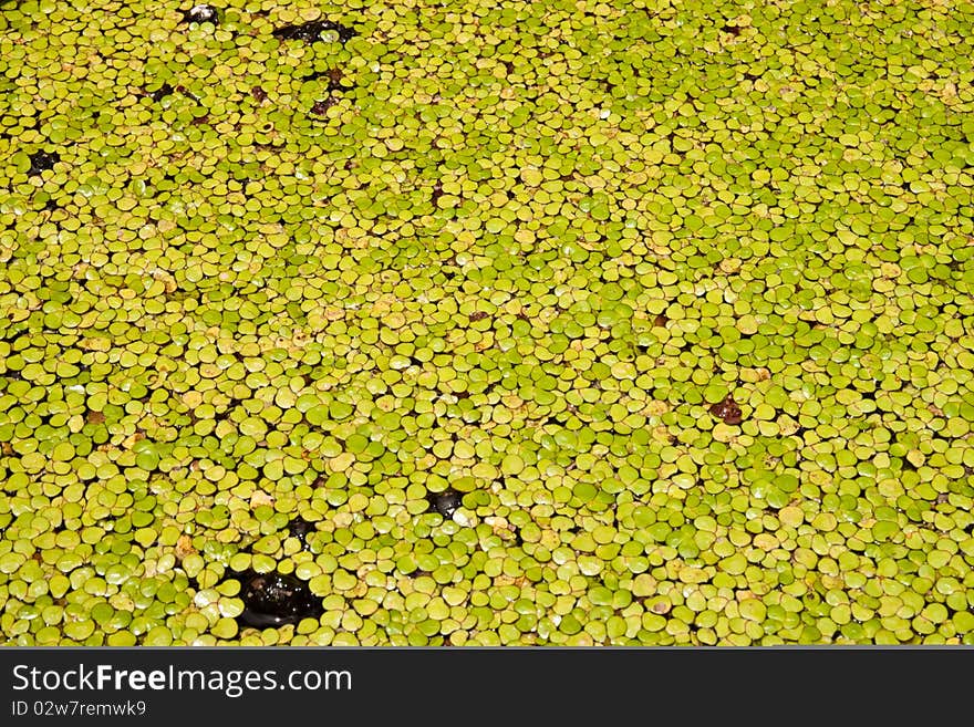 Green and yellow lotus pond backgound