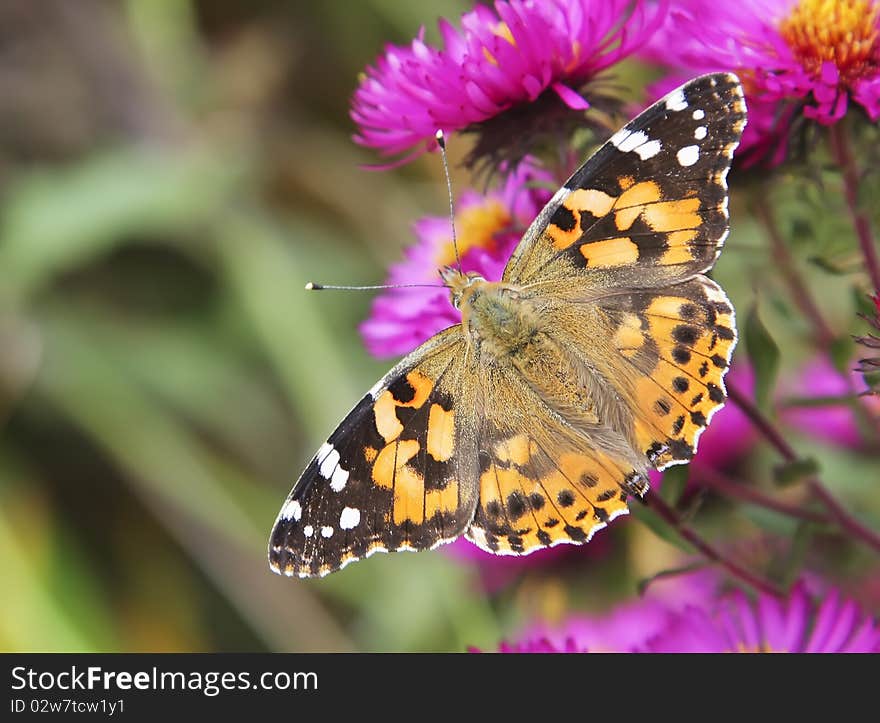 Butterfly on flowers