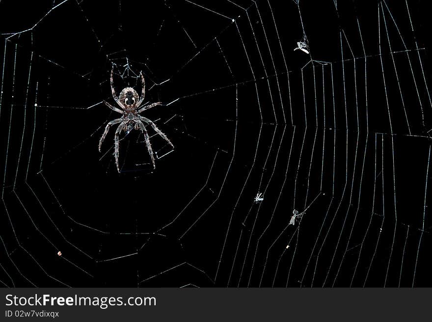 A garden spider (Araneus diadematus) in her net. It is night