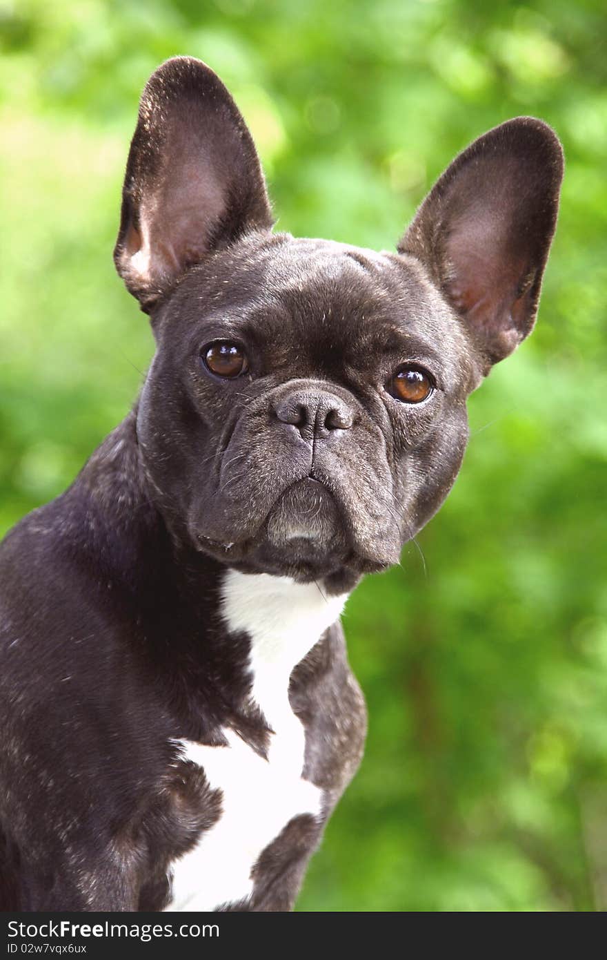 Dog brindle and white on a green background