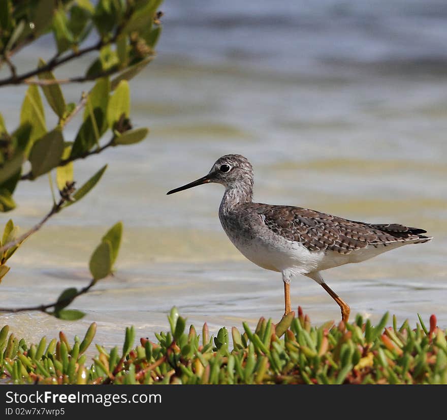 Greater Yellowlegs, Candelaria Lagoon, Cabo Rojo, Puerto Rico