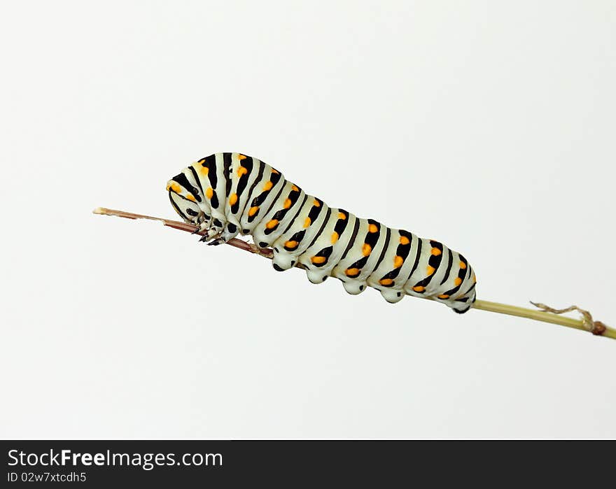 Caterpillar phase of the Eastern Black Swallowtail (Papilio polyxenes) or American Swallowtail or Parsnip Swallowtail; white background. Caterpillar phase of the Eastern Black Swallowtail (Papilio polyxenes) or American Swallowtail or Parsnip Swallowtail; white background.