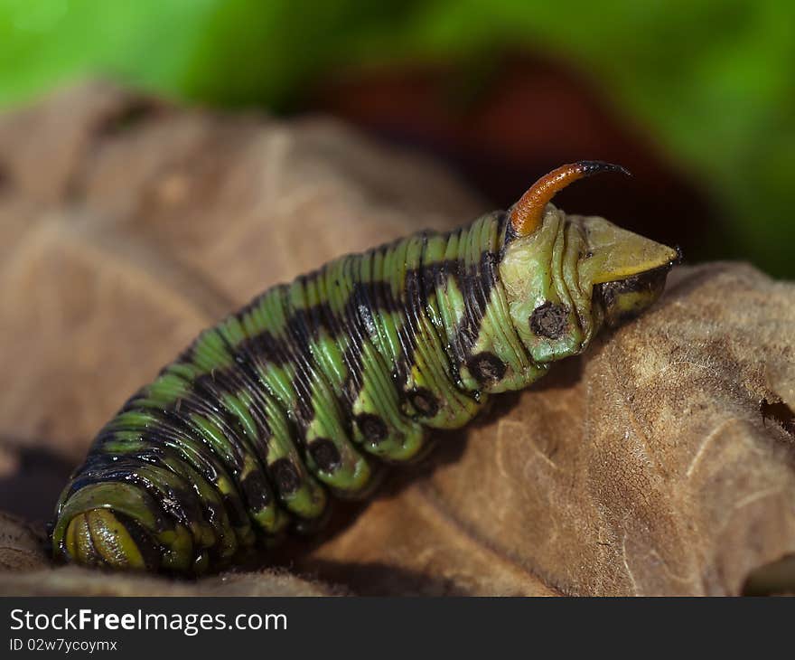 Closeup of the Caterpillar Moth on the dry leaf