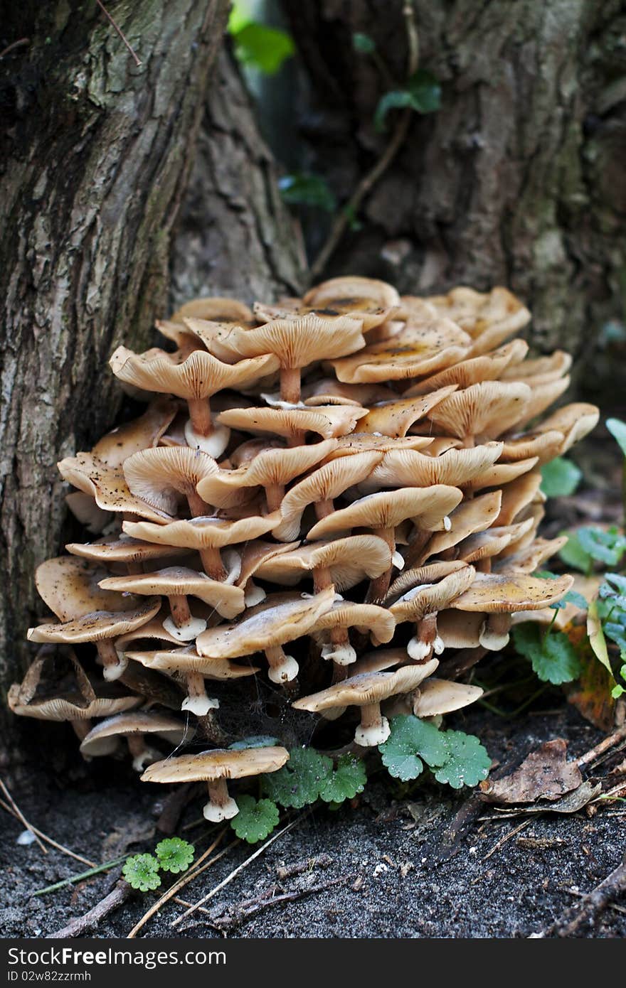 Fungus mushrooms in the forest