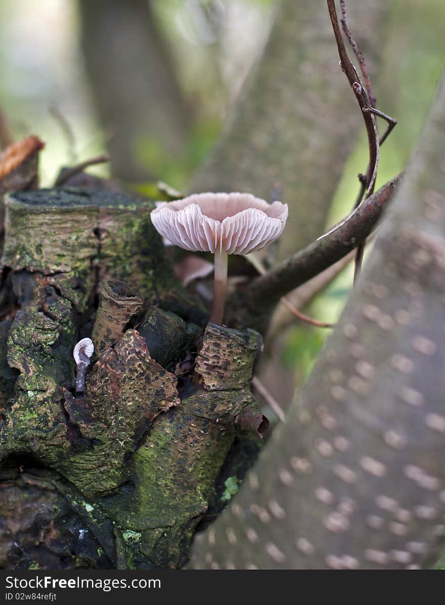 Fungus mushroom in forest in tree