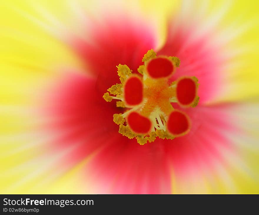 Closeup shot of a hibiscus flower. Closeup shot of a hibiscus flower