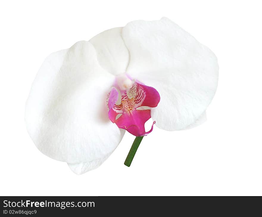 Closeup of orchid isolated on white