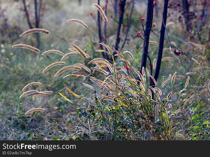 Dog's tail grass in the backlight.