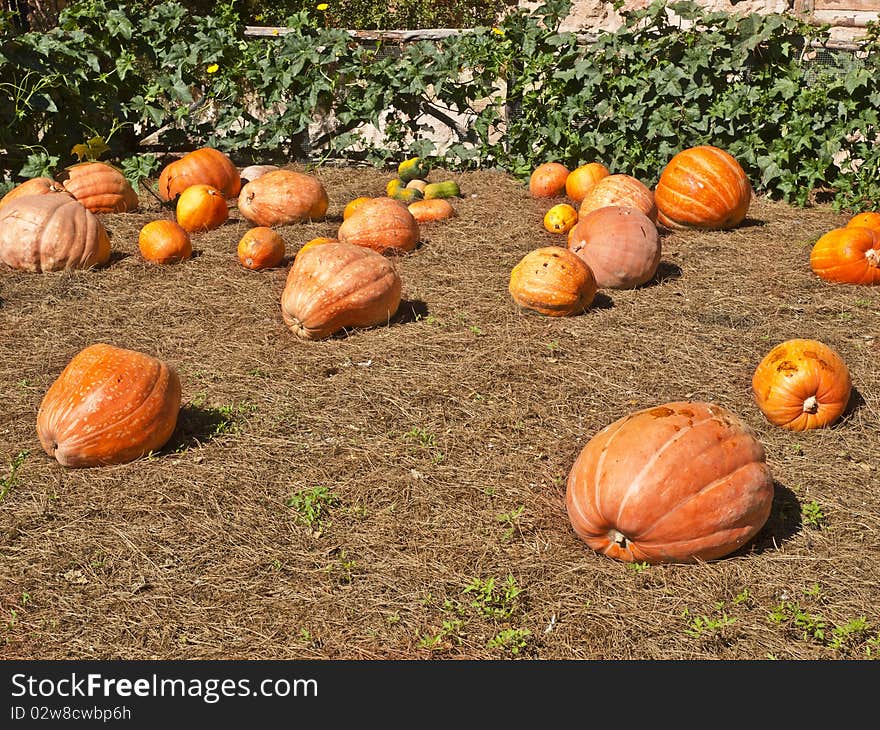 Pumpkin Field in the countryside of Spain