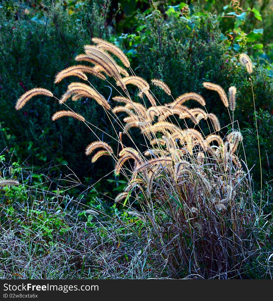 Dog's tail grass in autumn.