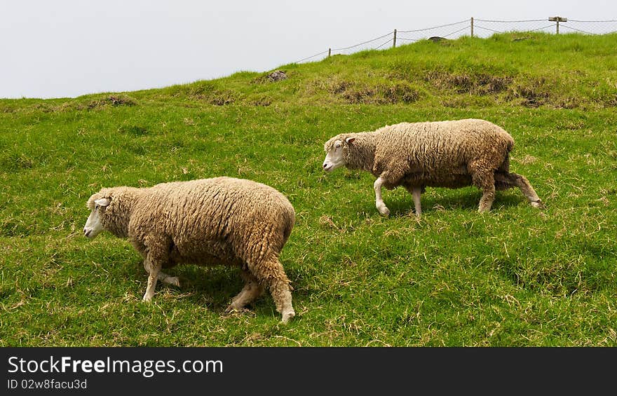 Woolly Sheep