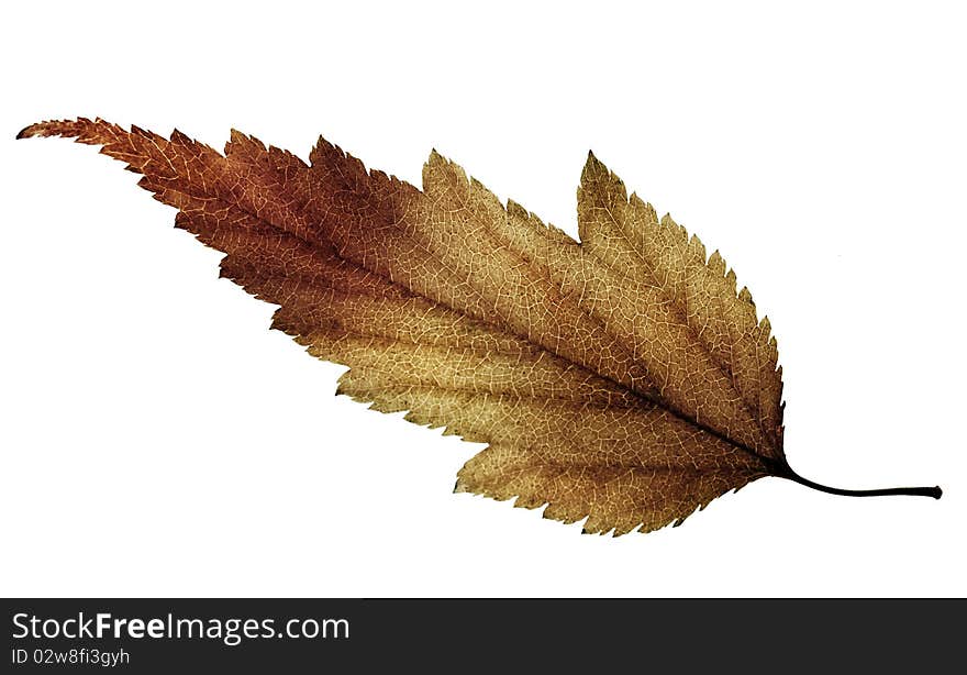 Color burn leaf