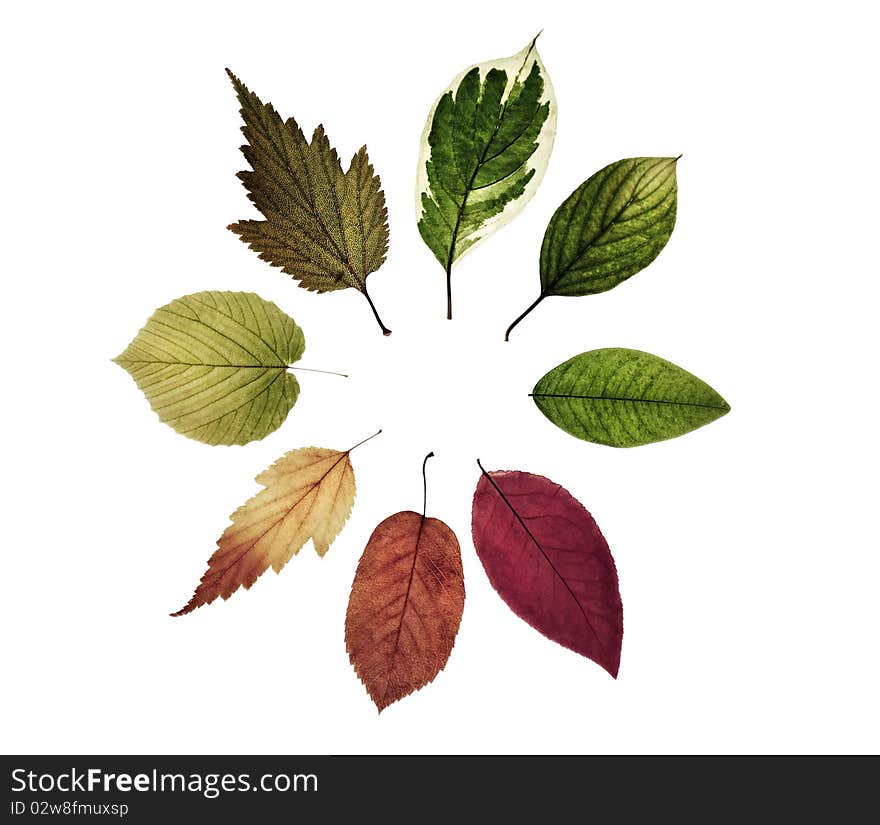 Colors circle leaf