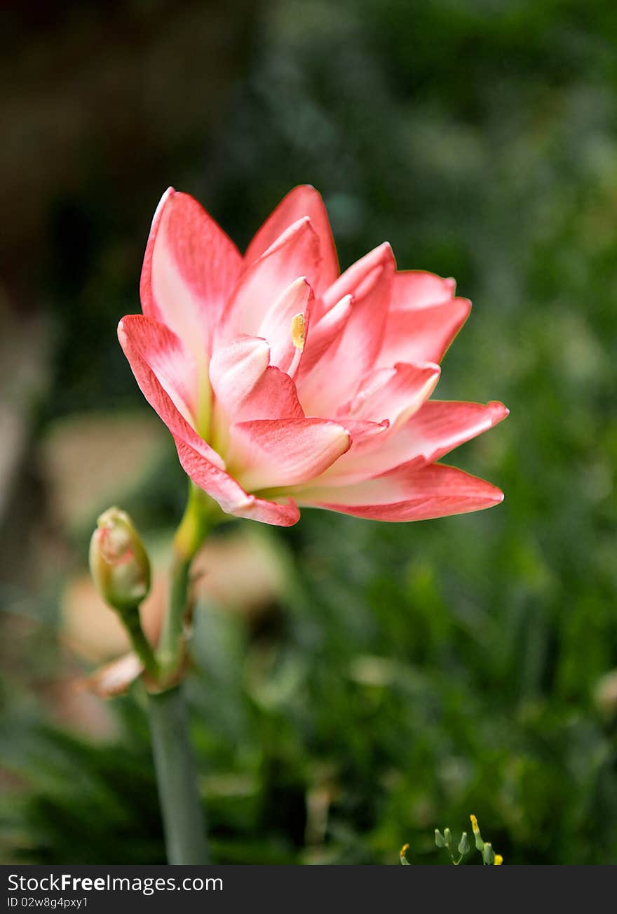 Beautiful lotus in the garden