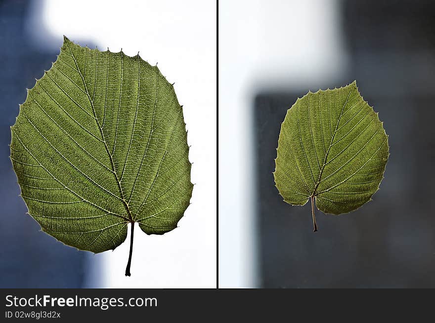 Carpinus Betulus