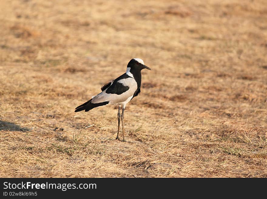 Blacksmith Plover Bird