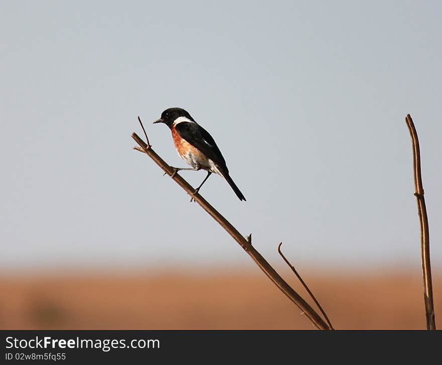 Southern boubou bird