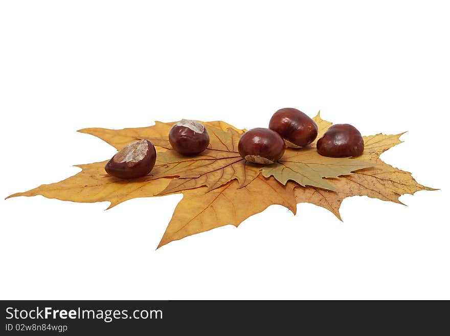 Chestnut on maple leaves