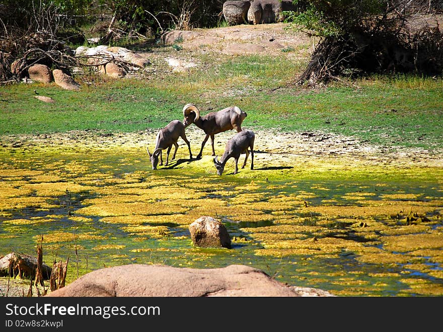 Big horn sheeps and lake