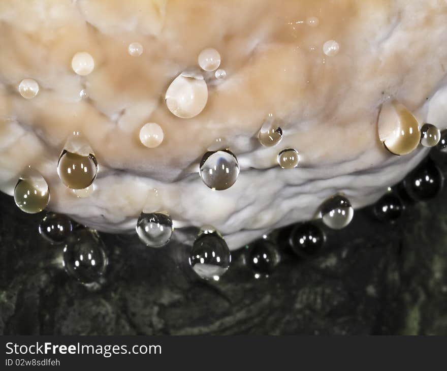 Beads of sap coming out underside of a wild mushroom. Beads of sap coming out underside of a wild mushroom