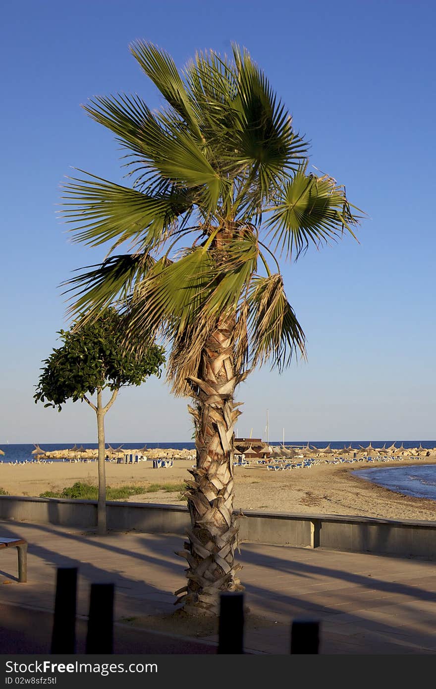 Photography of a single palm on sea and beach background. Photography of a single palm on sea and beach background