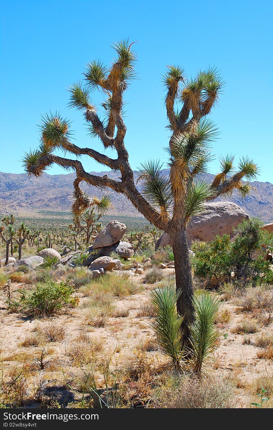 Joshua tree with blue sky in the californian desert. Joshua tree with blue sky in the californian desert