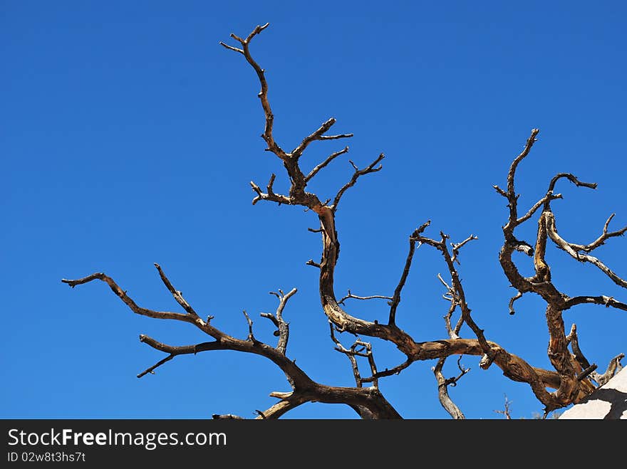 Blue sky with tree suitable for background. Blue sky with tree suitable for background