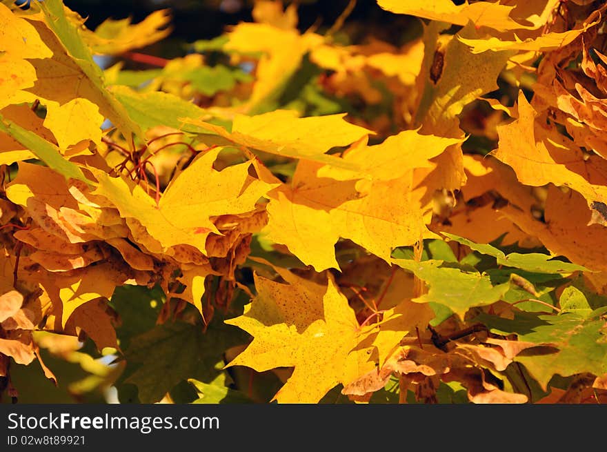 Leaves Of Maple