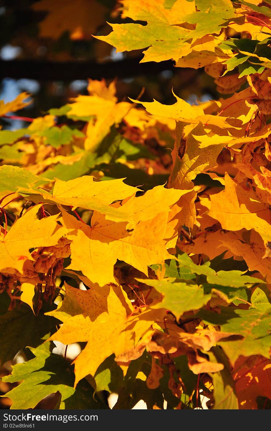 Yellow leaves of maple