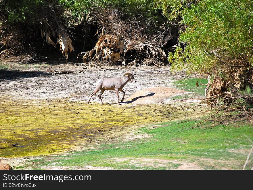 Wild nature. Big horn sheeps alone in the dome of joshua tree national park. Wild nature. Big horn sheeps alone in the dome of joshua tree national park