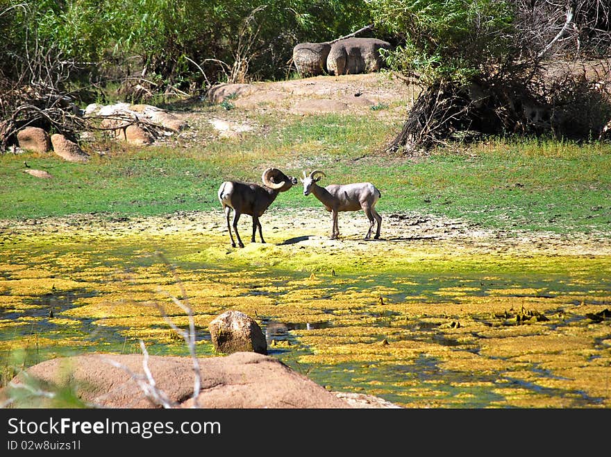 Wild nature. Big horn sheeps in the dome of joshua tree national park