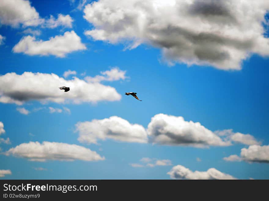 Two pigeons in beautiful blue cloudy sky. Two pigeons in beautiful blue cloudy sky