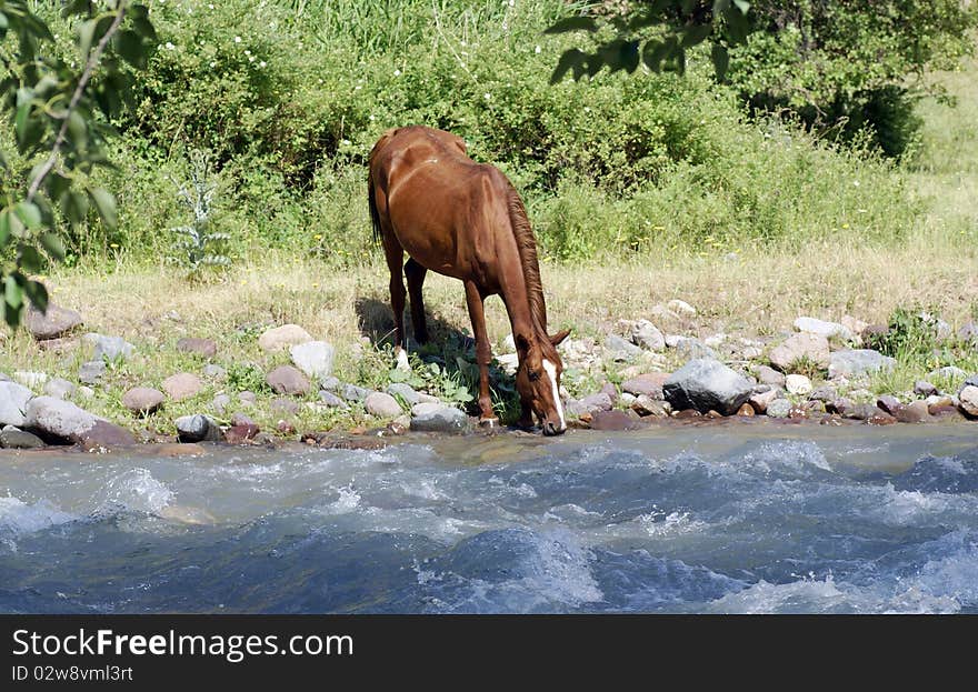 A view of horse is drinking. It's a brown horse. A view of horse is drinking. It's a brown horse.